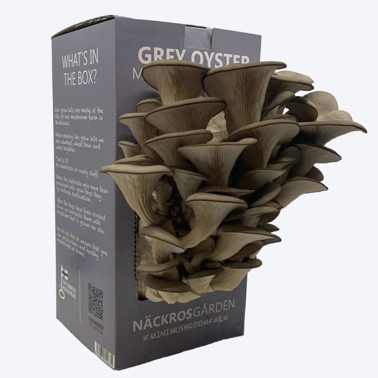 You are currently viewing Guide To Using Custom Mushroom Boxes For Safe Packaging