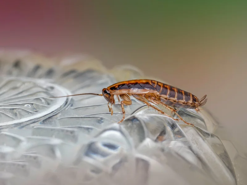 You are currently viewing How to Choose the Right Pest Control Company in Abu Dhabi for Cockroach Control?