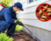 Termite Control
